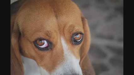 What To do If Your Dog Gets An Eye Infection