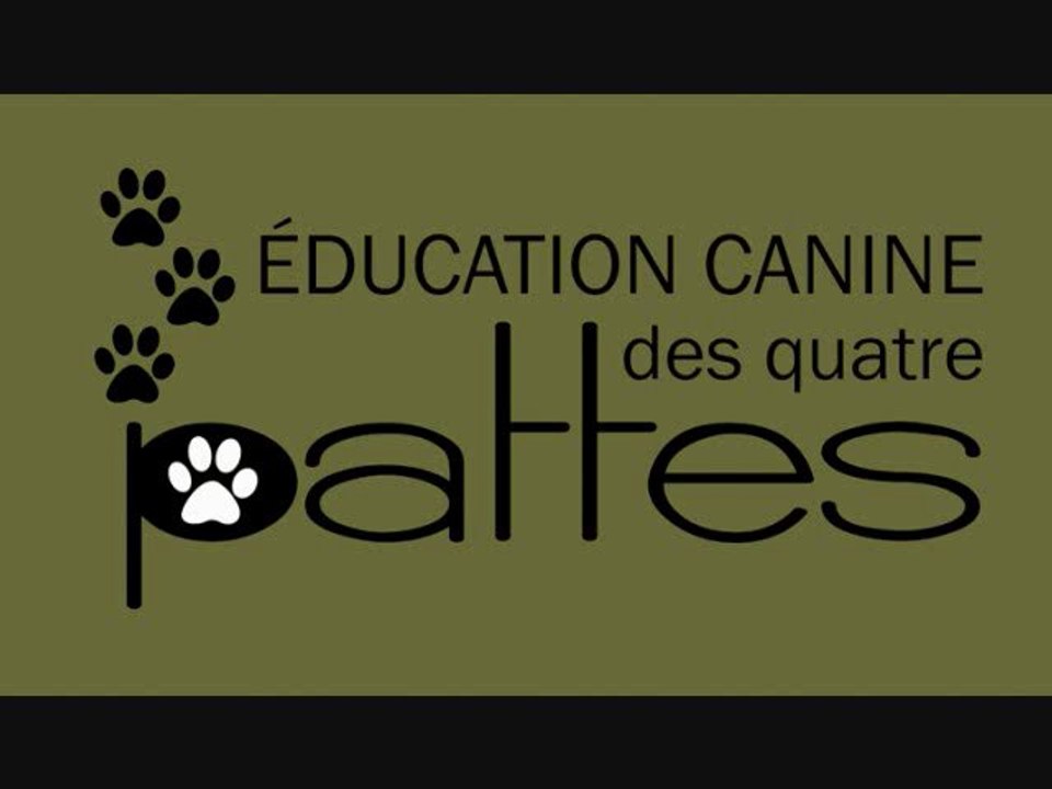 Comportement canin : les bons (et moins bons) côtés des parcs à chiens.