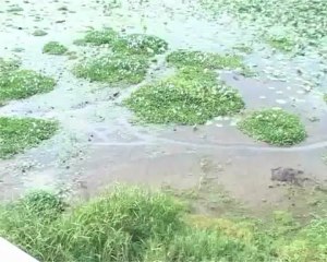 মৌলভীবাজারের বাইক্কা বিলের অভয়াশ্রমে চলছে মাছ নিধনের মহোৎসব; বিলের গভীরতা বাড়ানোর দাবি স্থানীয়দের।