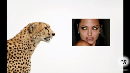 How Much Is a Wild Cheetah Worth?