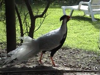 Pascal la passion des vollailes d'ornement