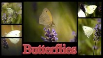 Butterflies - Schmetterlinge - Papillons