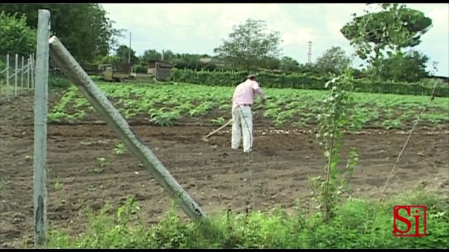 Campania - Agricoltura, nasce il consorzio Agrinsieme (18.04.13)