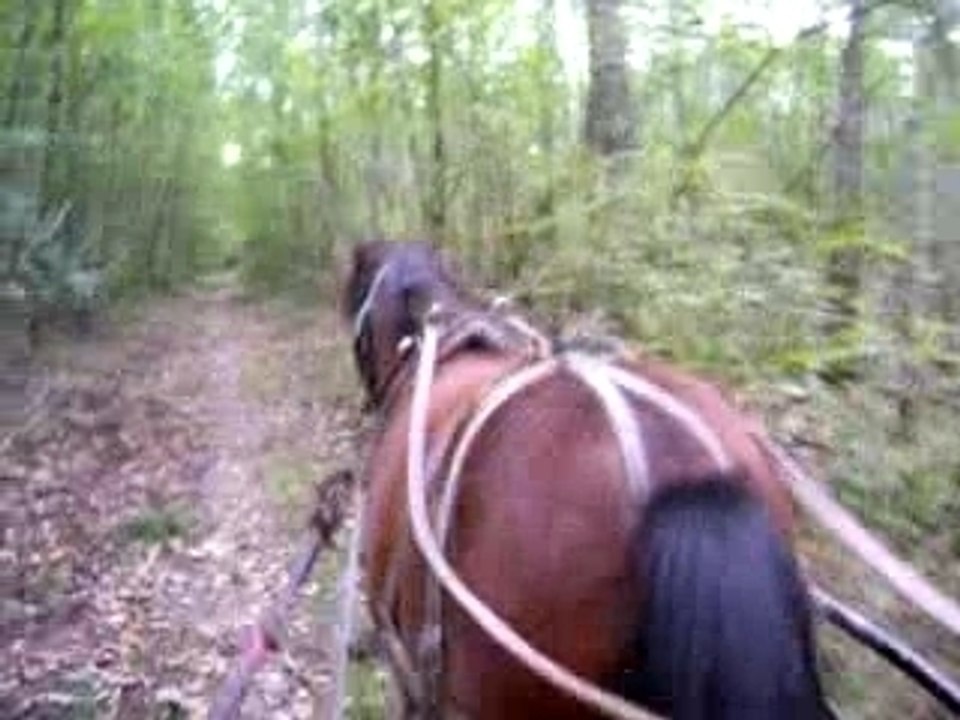 Course dans la forêt 1