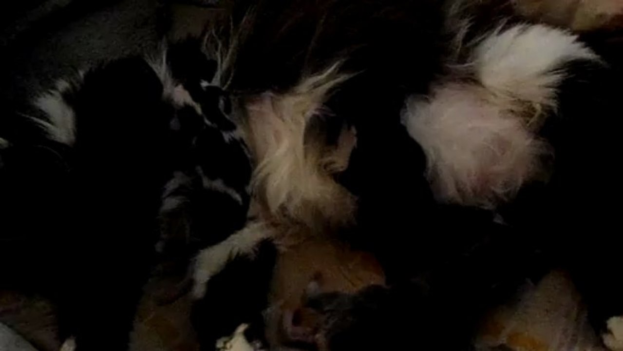 Mia et ses bébés