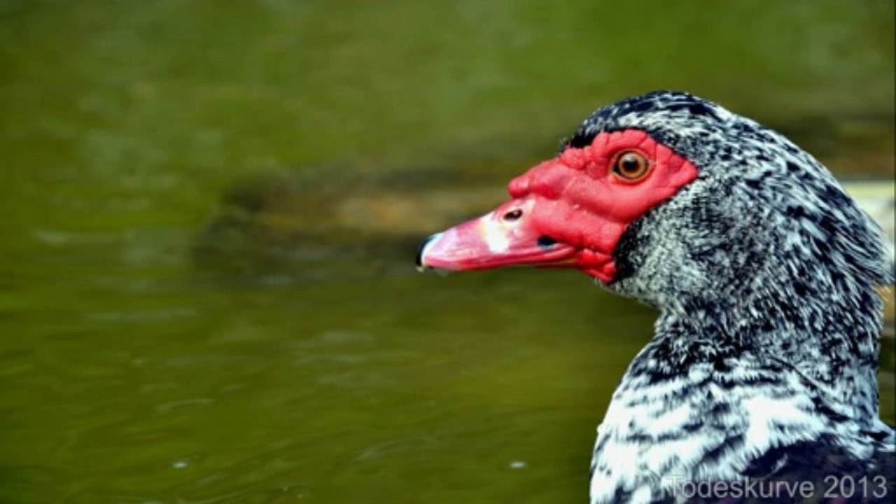 Arturo Badino - Terror