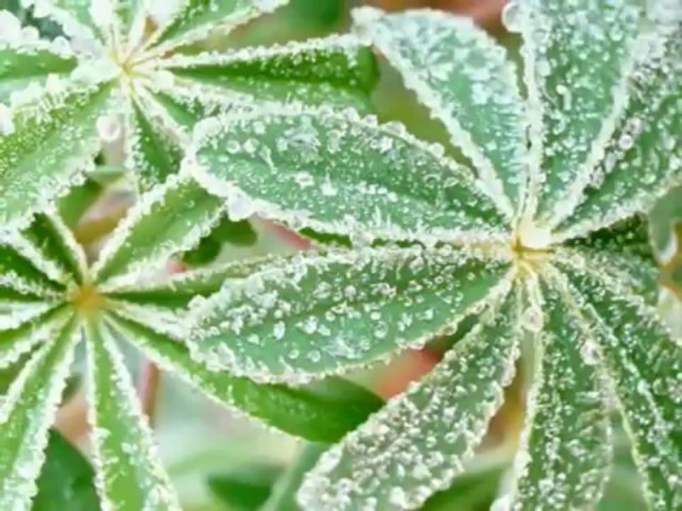 Teri Moïse - Je Serai Là