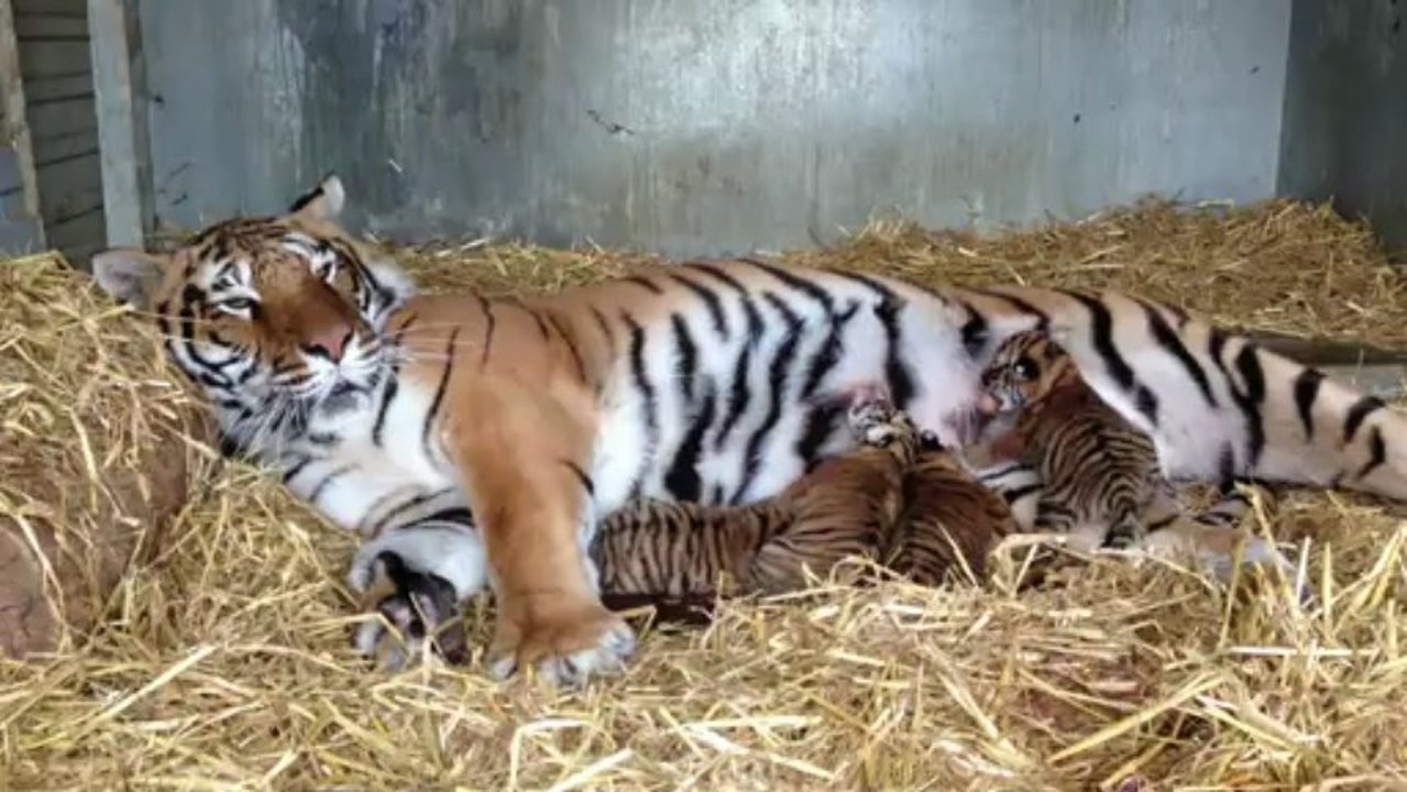 Naissance 4 bébés tigre à Jussey (2/3)