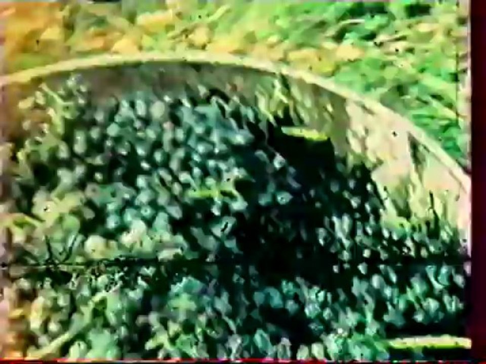 vendanges au Mauzas