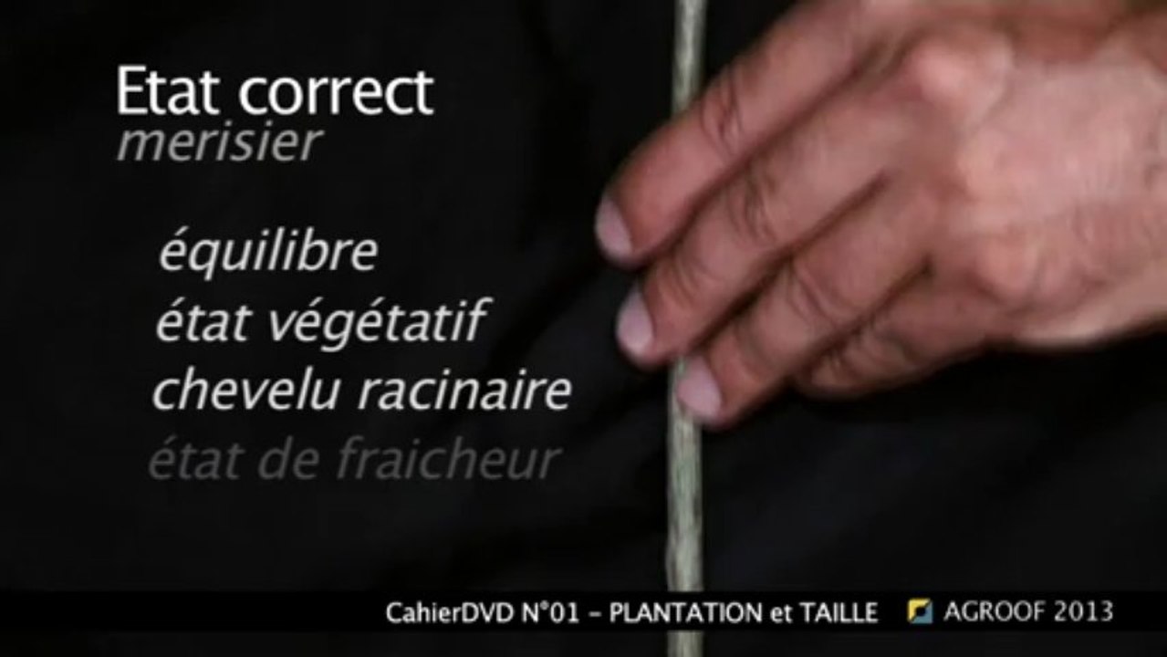 Extrait-cahierDVD01_PLANTATION_2