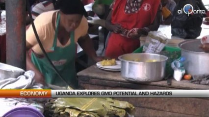 Uganda explores GMO potential and hazards