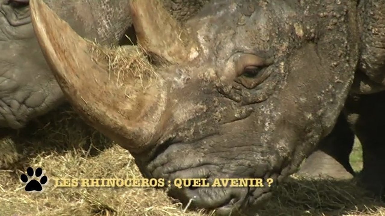 Bêtes d'Yvelines : quel avenir pour les rhinocéros ?