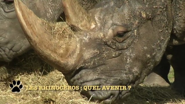 Bêtes d'Yvelines : quel avenir pour les rhinocéros ?