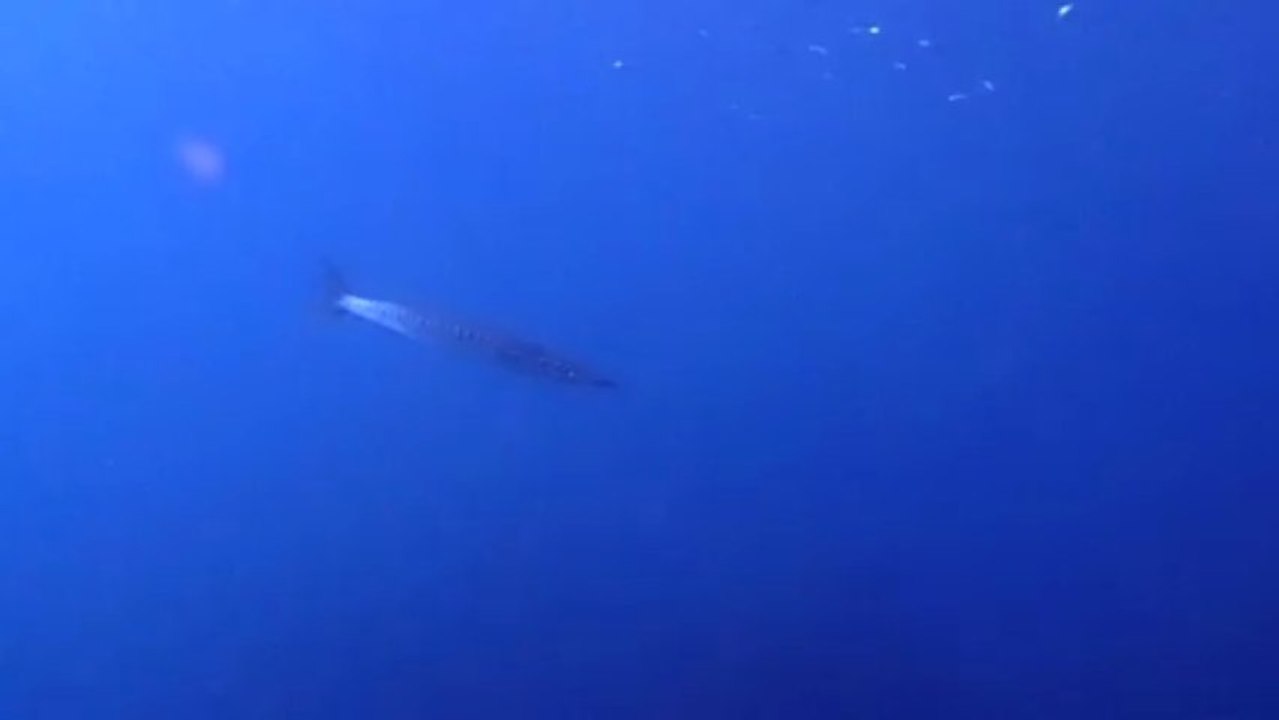 barracuda