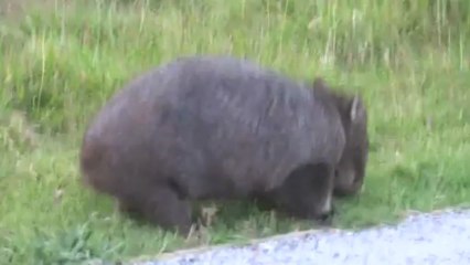 AUSTRALIE-Wilsons Promontory National Parc: OOOOooh un wombats