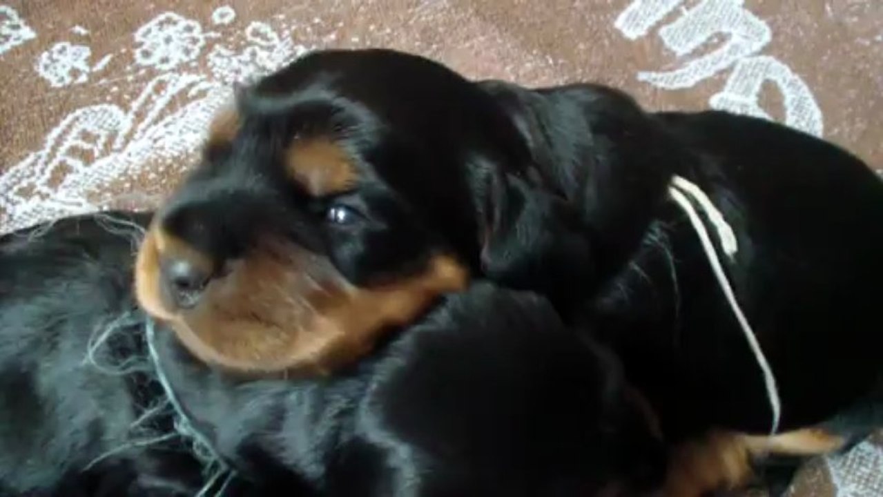 2013 04 20 - Chiots ont presque les yeux ouverts