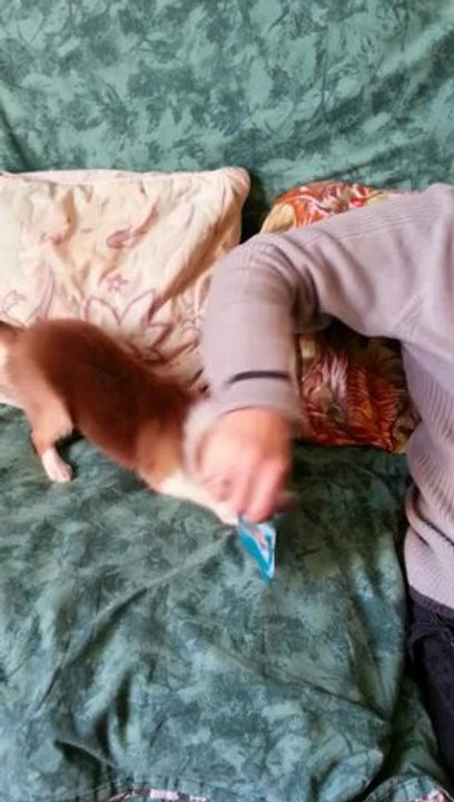 hylis en pleine action