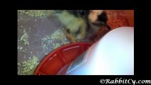 Duckling making its First Steps, Eating and Drinking