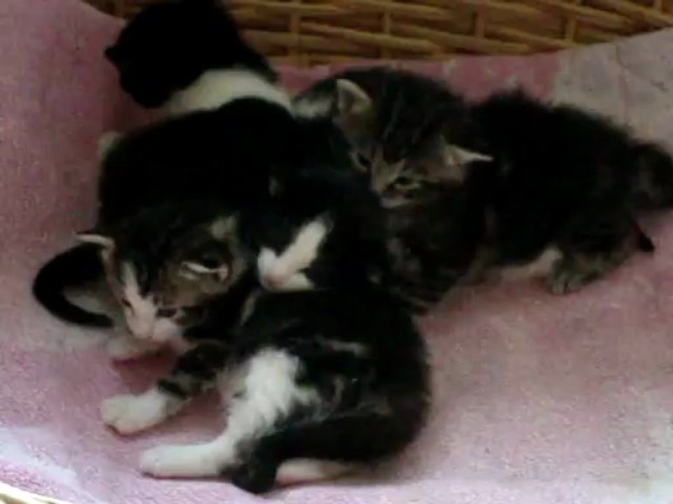 Minet et se petits