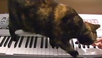 Cat Scores A Soap Opera