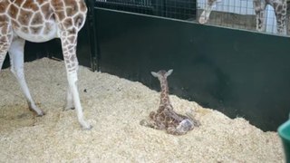 Baby Giraffe First Time Standing