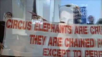 Pablo Azar (@azarpablo) rechaza la crueldad en los circos @PETA_Latino