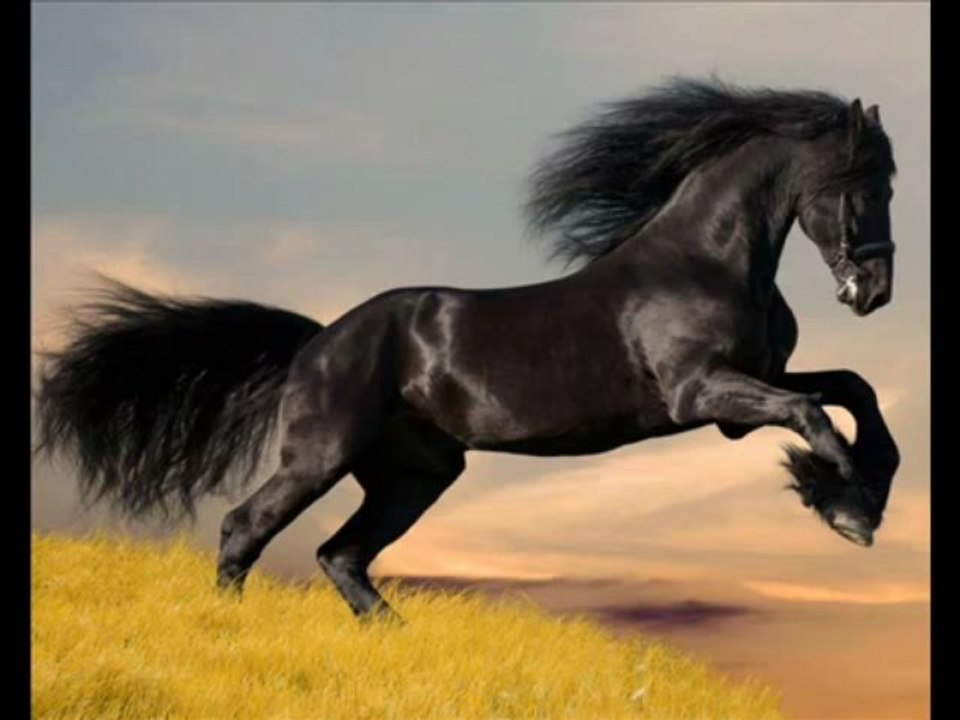 Dance Music Clubbing Arabic Oriental by..... Tazeen Taj !