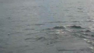 baleine Ushuaia
