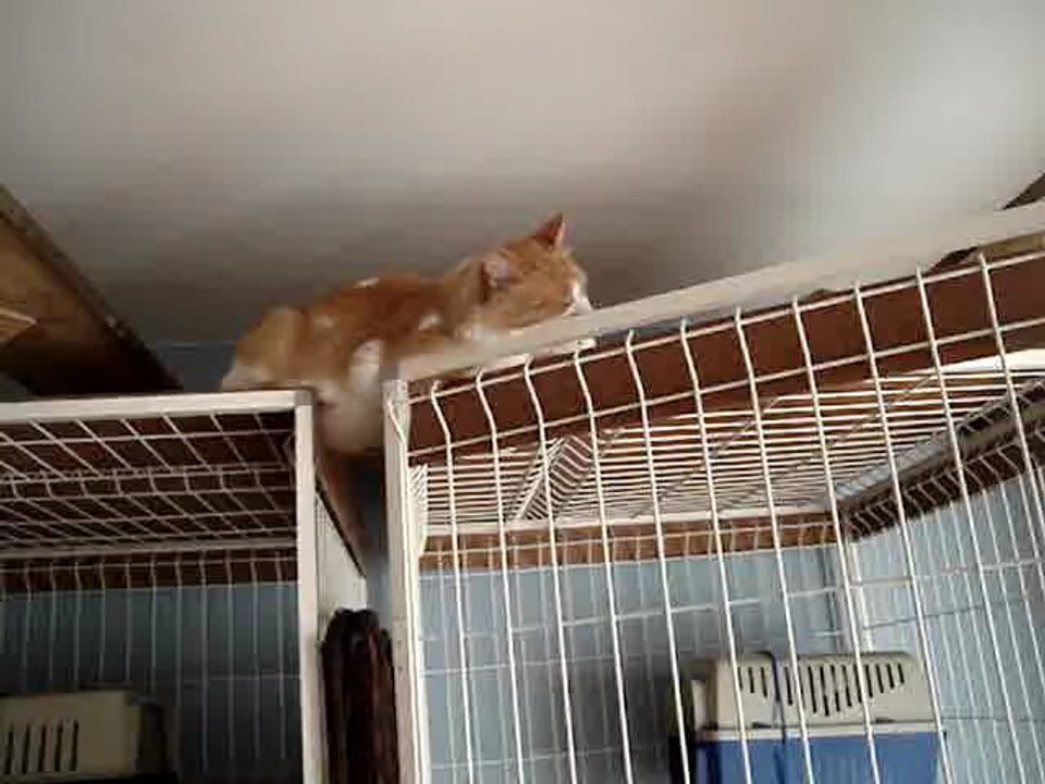 Simba fait son cinéma