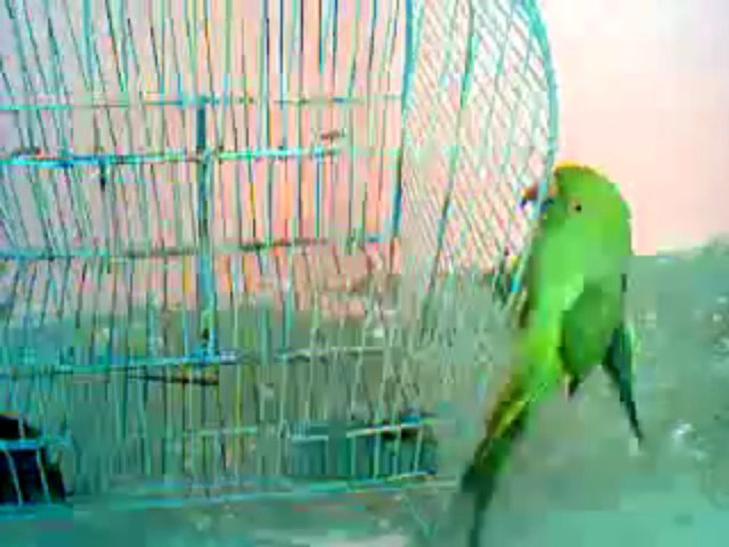 ⁣intelligent parrot