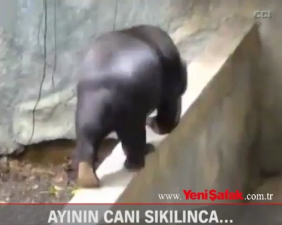 Ayının canı sıkılınca