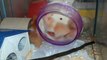 Baby hamsters fighting for a ride in the wheel