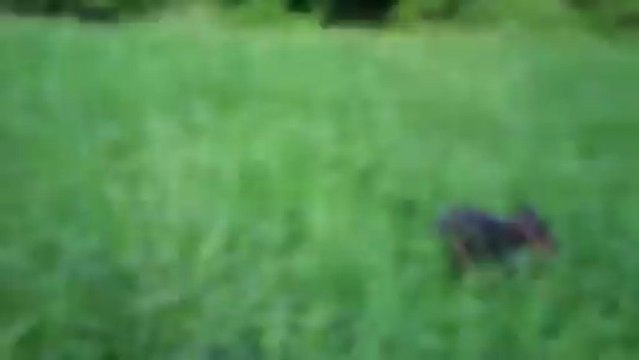 Карликовый пинчер (Цвергпинчер) / Zwergpinscher