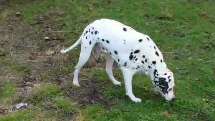 Ma belle Dalmatienne SHETAN!!!