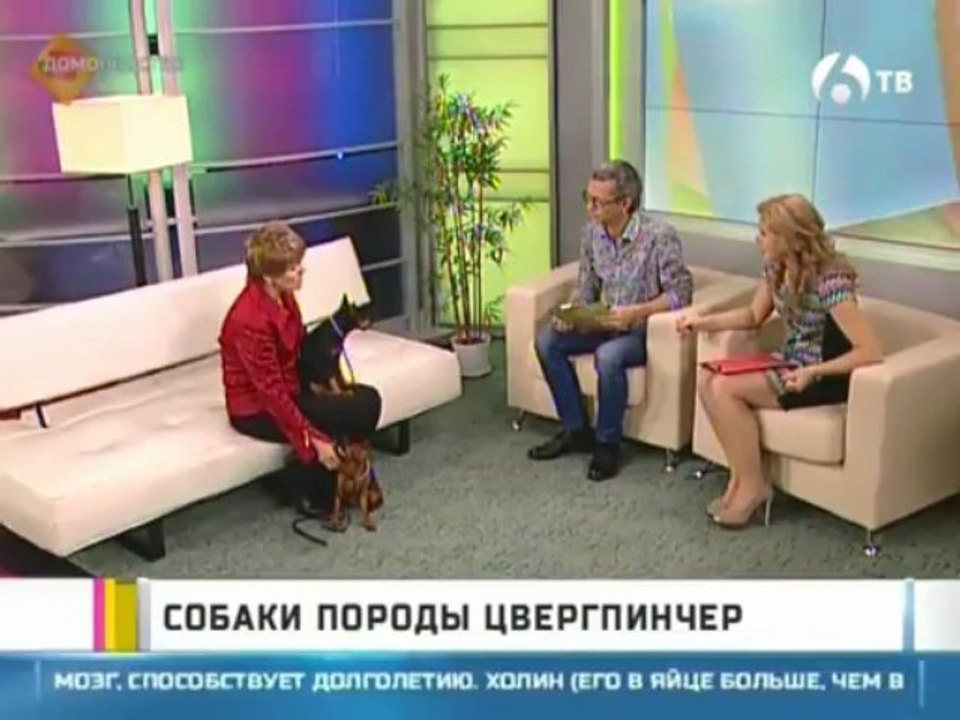 Карликовый пинчер (Цвергпинчер) на телеканале 6ТВ