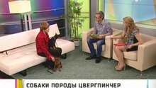 Карликовый пинчер (Цвергпинчер) на телеканале 6ТВ