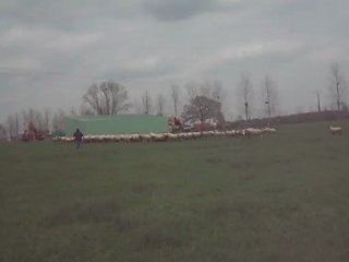 Hobby 6 mois sur 150 brebis 2