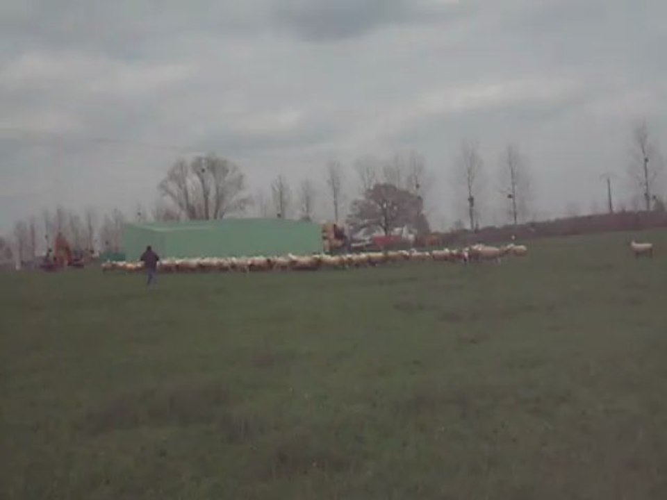 Hobby 6 mois sur 150 brebis 2