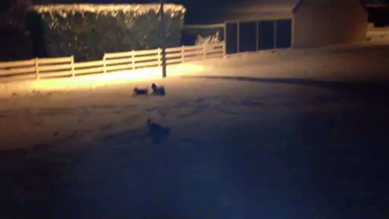 Des Plumes du Quetzal dans la nuit - Janv 2013