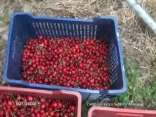 106 Salihli Durasıllı