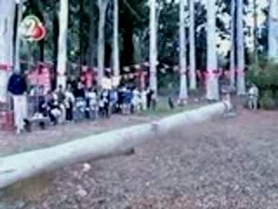 chinois reçois un arbre sur lui