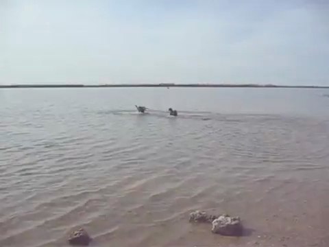 Houba, chiot bouvier d'appenzell et Savana, jeux d'eau le boudin flottant