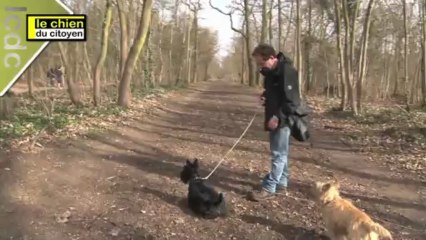 Comment apprendre le rappel à son chien ? (partie 3)