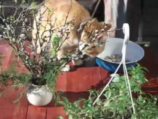 DAROM2013+PIRMIEJI BANDYMAI