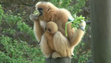 Déplacement des gibbons à favoris roux