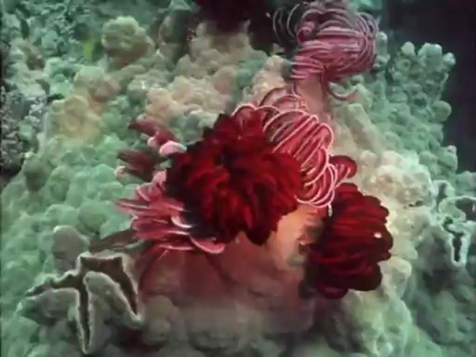 La vita sulla Terra 2 - 600 milioni di anni fa