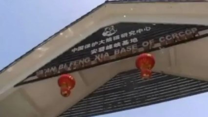 62 giant pandas survive China earthquake