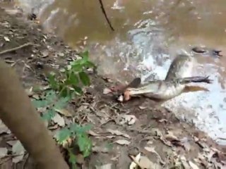 Anguille électrique vs Crocodile