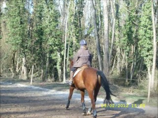 Sambo, trotteur français réformé