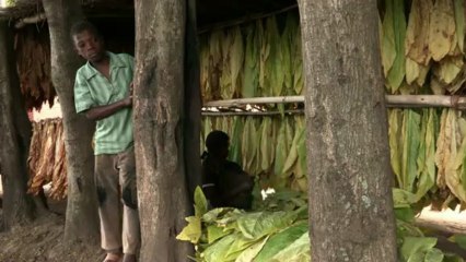 Les dessous de la mondialisation : MALAWI les Enfant du Tabac / Extrait 2